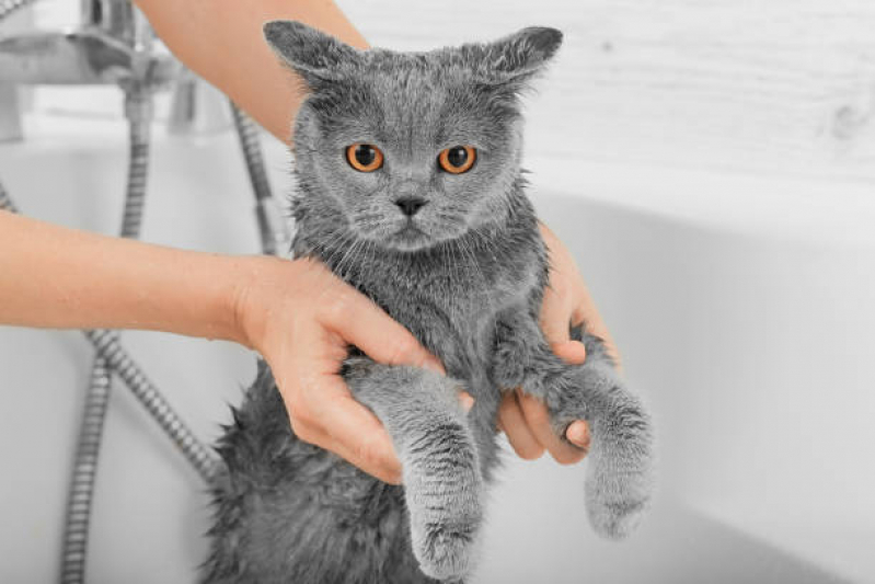 Telefone de Banho e Tosa Gato Extensão Serramar - Banho em Gato Pet Shop