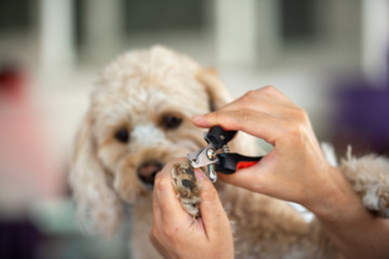 Telefone de Banho e Tosa Pet Shop Recreio - Banho e Tosa Cachorro