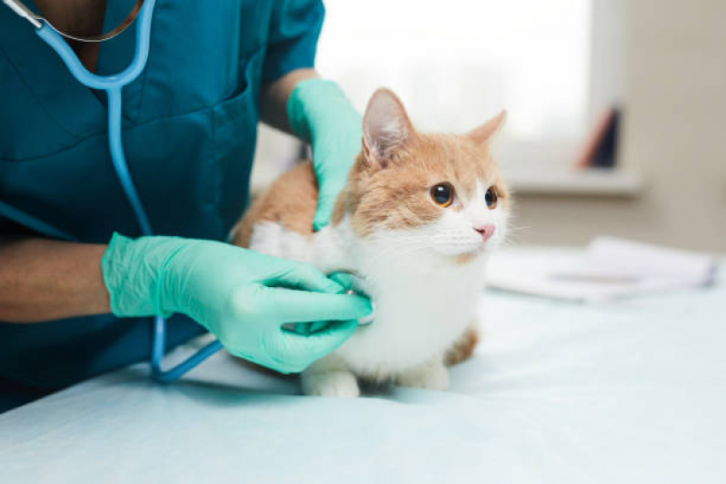 Telefone de Clínica Médica Veterinária para Gatos Verdes Mares - Clínica Veterinária para Felinos
