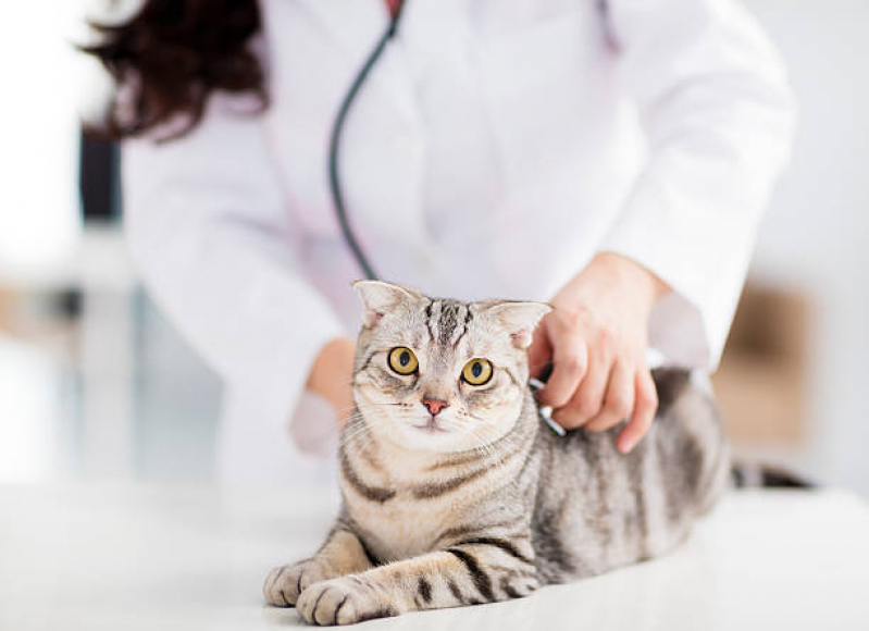 Telefone de Clínica Veterinária de Gatos Costa Azul - Clínica Especializada em Felinos