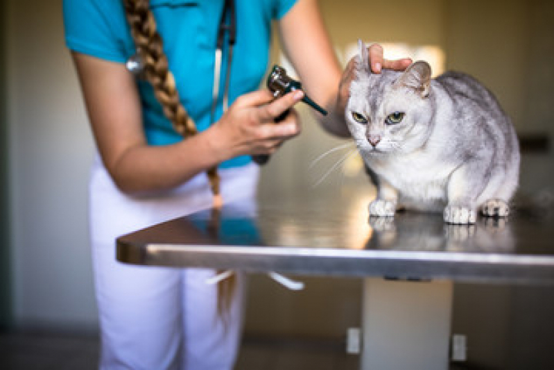 Telefone de Clínica Veterinária Especializada em Gatos Parque dos Rodoviários - Clínica Especializada em Gatos