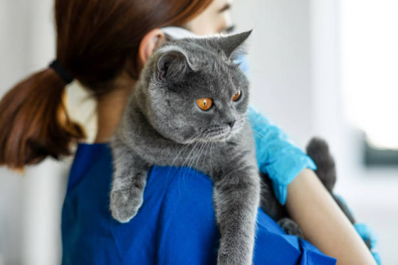 Telefone de Clínica Veterinária para Gatos B - Clínica Especializada em Gatos