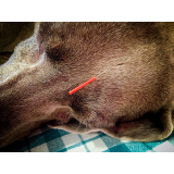 acupuntura em cães e gatos valores São Lourenço