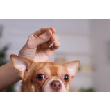 acupuntura em cães idosos Vila Progresso