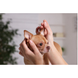 acupuntura em pequenos animais valores Caxito Pequeno