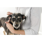 acupuntura para cachorro valores Cancela Preta