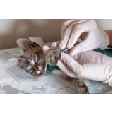 acupuntura para cães e gatos Icaraí