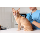 acupuntura para cães idosos Barroco - Itaipuaçu