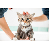 banho em gato pet shop Cordeirinho - Ponta Negra