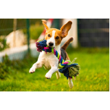 brinquedo de corda para cachorro preço Parque Nanci