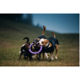 brinquedo interativo cachorro Cordeirinho - Ponta Negra