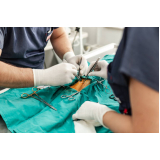 cirurgia castração cachorro Costa Azul
