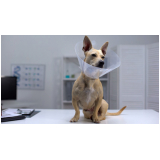 cirurgia de castração de cachorro Itaipu