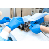 cirurgia de catarata em cachorro Caramujo