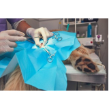 cirurgia em animais de grande porte Caxito Pequeno