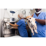 cirurgia ortopédica em cachorro preço Charitas