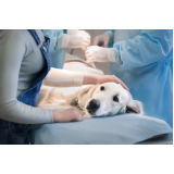 cirurgia para animais Recreio