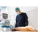 Cirurgia em Cão