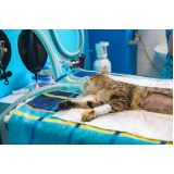 cirurgia para gatos preço Chácara Inoa