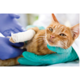 cirurgia para gatos Horto Municipal