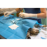 Cirurgia em Gatos