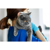 Clínica Veterinária para Gatos
