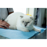 clínica especializada em felinos contato Caramujo