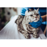 clínica especializada em felinos Engenho do Mato