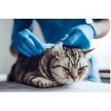 clínica especializada em gatos contato Badu
