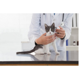clínica médica veterinária para gatos contato Ouro Verde