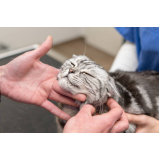 clínica veterinária de gatos contato Mumbuca