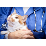 clínica veterinária de gatos Rio do Ouro