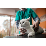 clínica veterinária especialista em felinos contato Barra Maricá