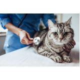 clínica veterinária especialista em felinos Itaipu