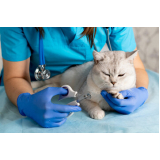 clínica veterinária especialista em gatos contato Parque Rosário