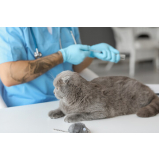 clínica veterinária especialista em gatos Santo Antônio