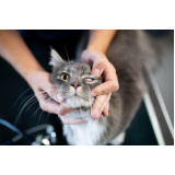 clínica veterinária especializada em felinos Caju