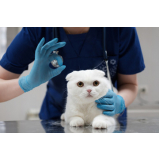 clínica veterinária especializada em gatos contato Pelinca
