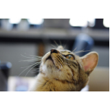 clínica veterinária especializada em gatos Mata Paca