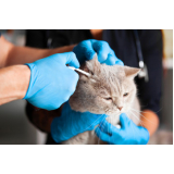 clínica veterinária para felinos contato Charitas