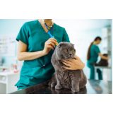 clínica veterinária para felinos Pedreira