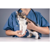 clínica veterinária para filhote de gatos Boqueirão