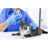 clínica veterinária para gatos contato Loteamento Maravista