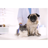 consultório veterinário cães e gatos A