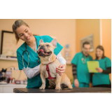 Consultório Veterinário de Cães e Gatos