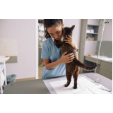 Consultório Veterinário para Cães e Gatos Niterói