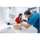 consultório veterinário para cães Parque Santo Antônio