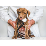 contato de consultório veterinário para cães e gatos Engenhoca