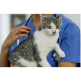 endereço de veterinário especialista em gatos Cancela Preta