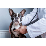 exame cardiológico em cachorro preço Neves